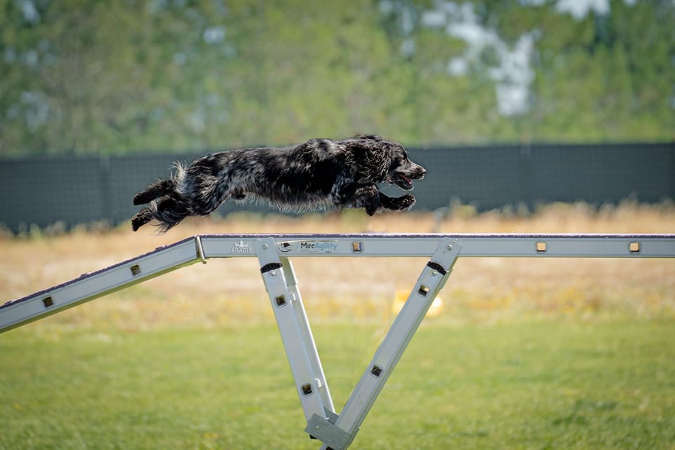 Cão praticando Agility